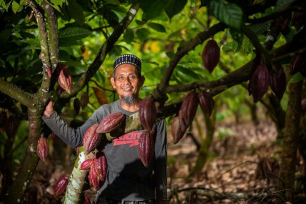 Mendukung Industri Kakao Berkelanjutan Di Indonesia