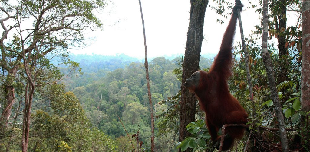 Orangutan di Kawasan Ekosistem Leuser | Foto: Wikimedia Commons
