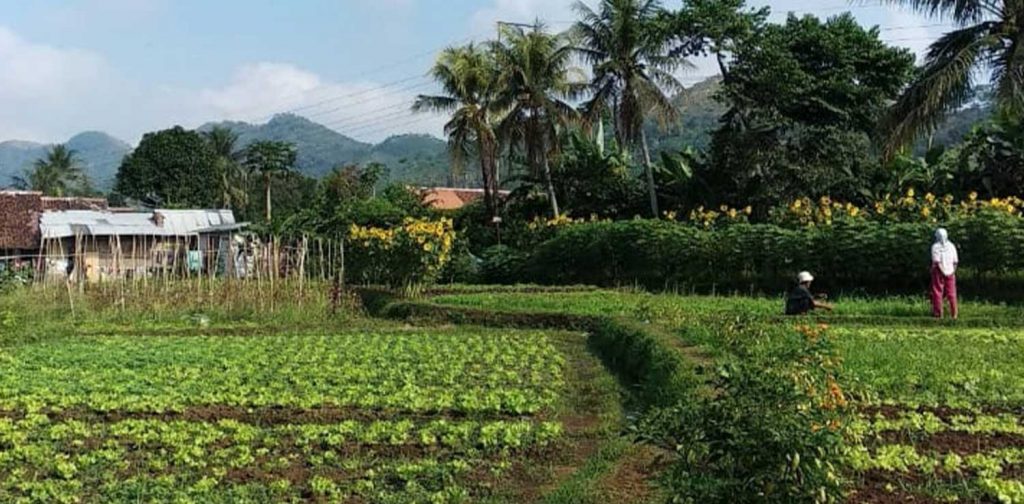 Kebun yang dibudidayakan oleh para petani muda Sukabumi