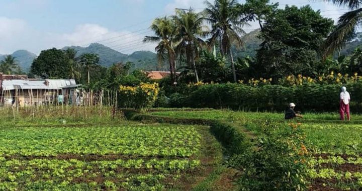 Kebun yang dibudidayakan oleh para petani muda Sukabumi