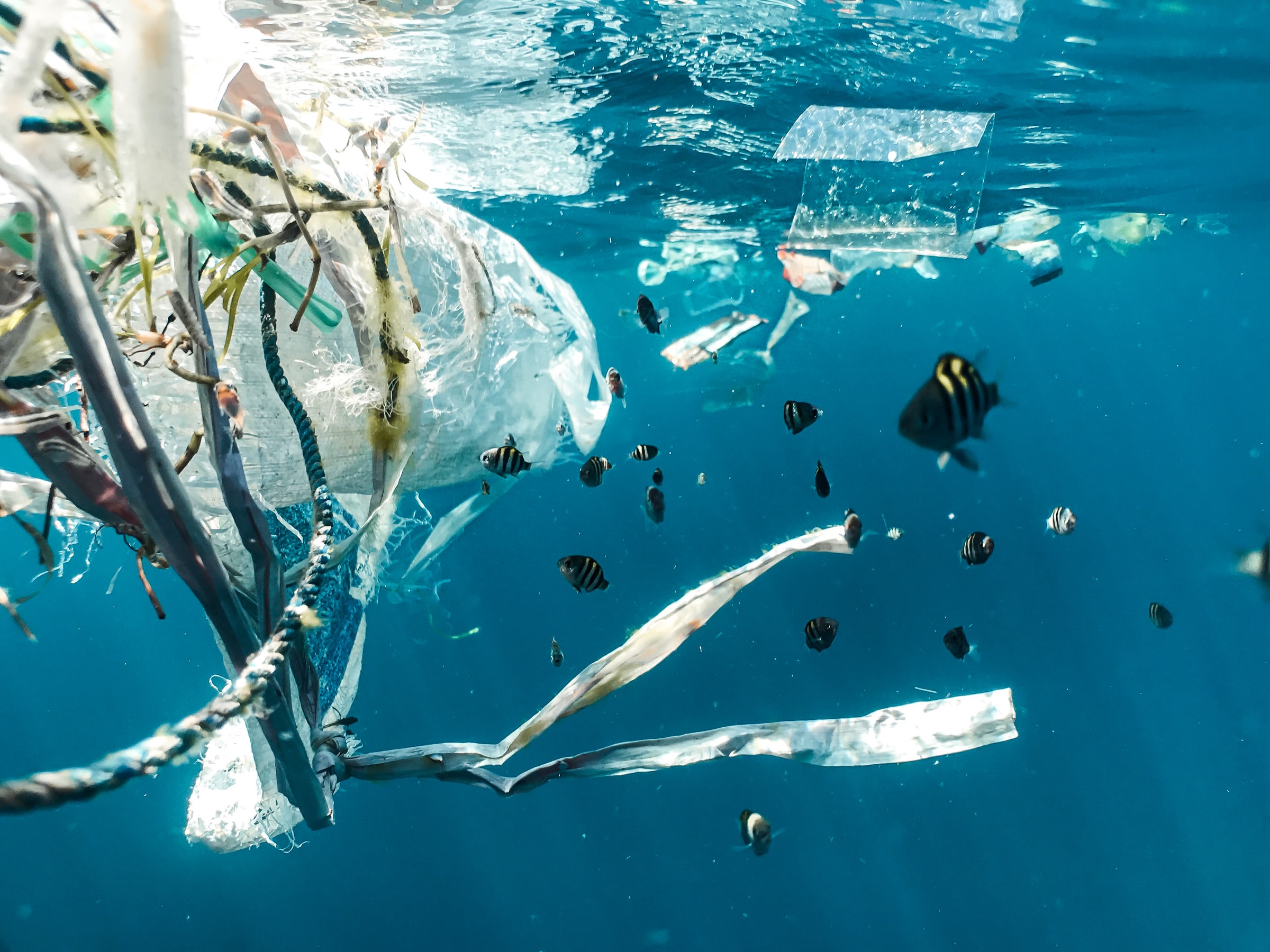 Seekor Ikan dan Kumpulan Sampah Plastik