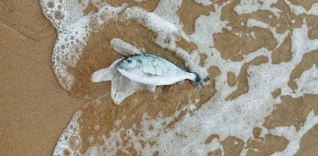 Ikan terjebak didalam plastik