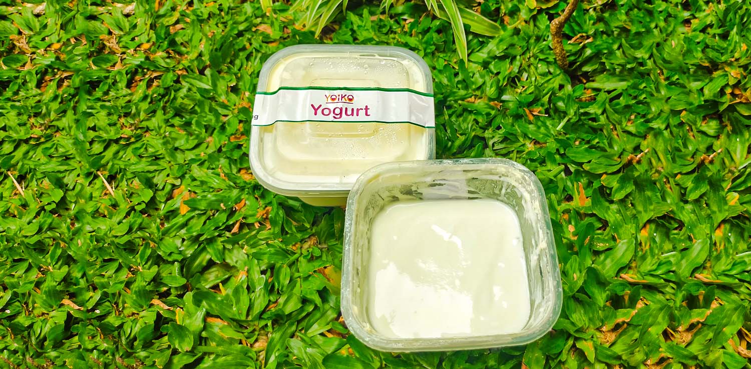 dua box kotak berisi yogurt yoiko buatan tangan di atas rumput