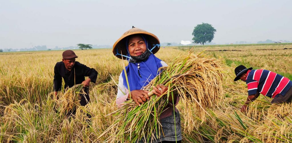 Petani memanen padi foto dari Syngenta Indonesia