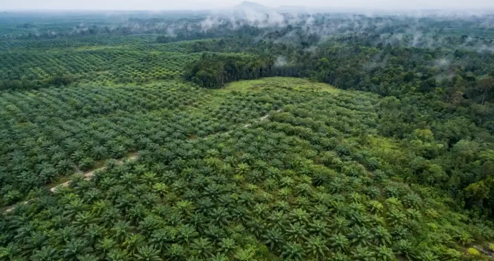 Foto udara minyak sawit dan hutan di Desa Sentabai, Kalimantan Barat, Indonesia