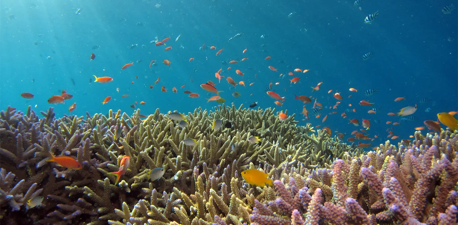 Kumpulan ikan dan terumbu karang di dalam laut luas