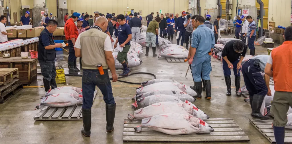 orang dan ikan besar di pasar ikan Tsukiji