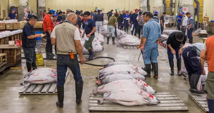 orang dan ikan besar di pasar ikan Tsukiji