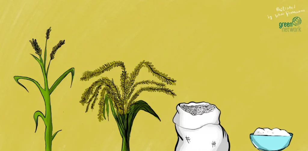 Proses pertumbuhan padi menjadi beras