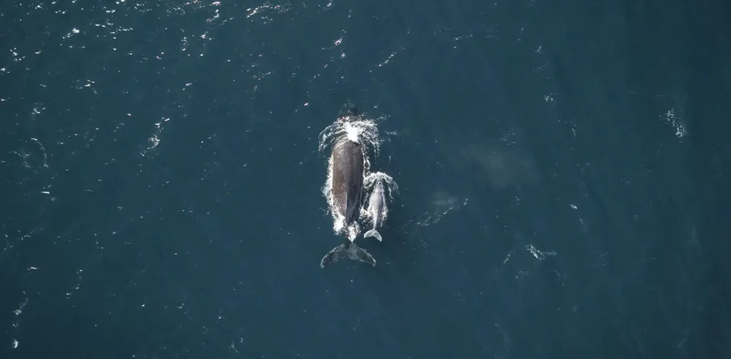 pemandangan dari atas dua paus bungkuk dengan ekornya muncul ke permukaan. satu lebih besar dari yang lain, mungkin induk dan anaknya.