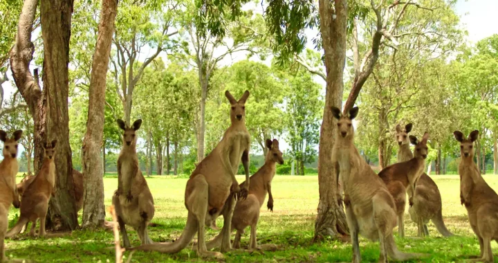 sekelompok kanguru di antara pepohonan menghadap ke kamera