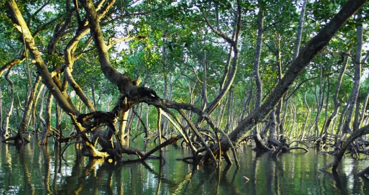 Hutan mangrove di atas air.