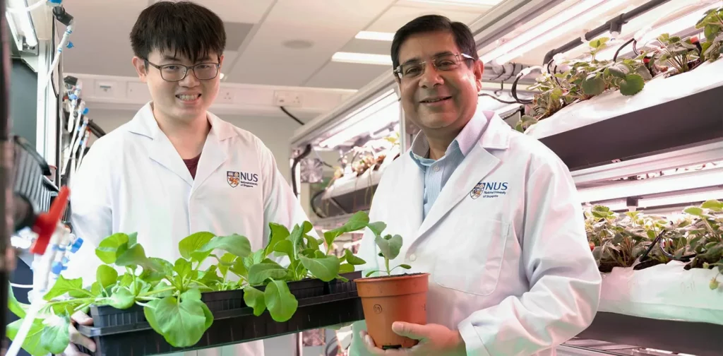 dua pria, Profesor Asosiasi Sanjay Swarup (kanan) bersama Dr Darren Sim (kiri), memegang pot tanaman di laboratorium.