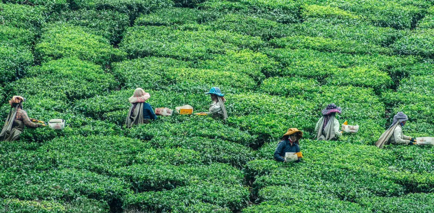 Sejumlah petani memetik daun teh.