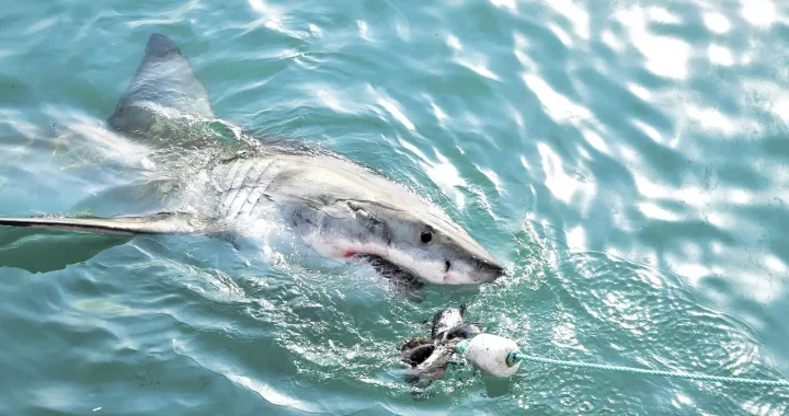 seekor hiu putih besar memakan umpan daging dan menyembul ke permukaan laut.