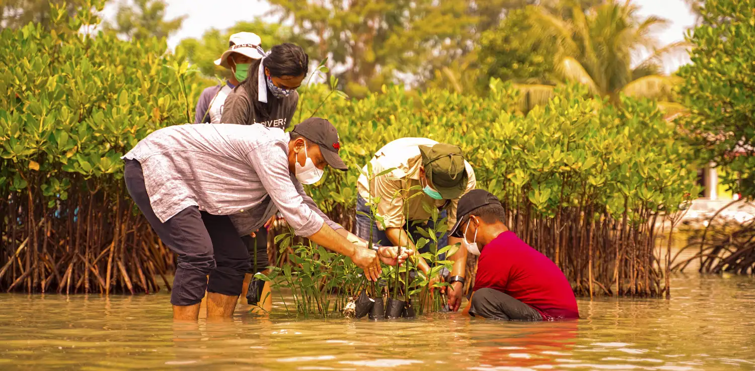 Tim Divers Clean Action menanam mangrove di wilayah pesisir pantai. 