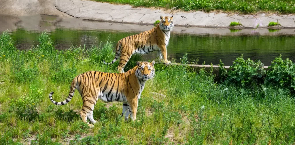 dua harimau berdiri di rerumputan di samping sungai menghadap ke kamera.