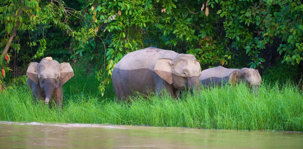 Tiga gajah betina di sepanjang Sungai Kinabatangan, Sabah, Malaysia