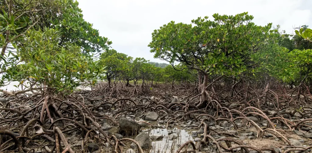 Sejumlah pohon mangrove di tepi pantai dengan akarnya yang menonjol ke permukaan.