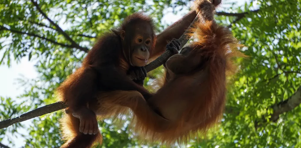 dua anak orangutan bermain-main di ranting pohon.