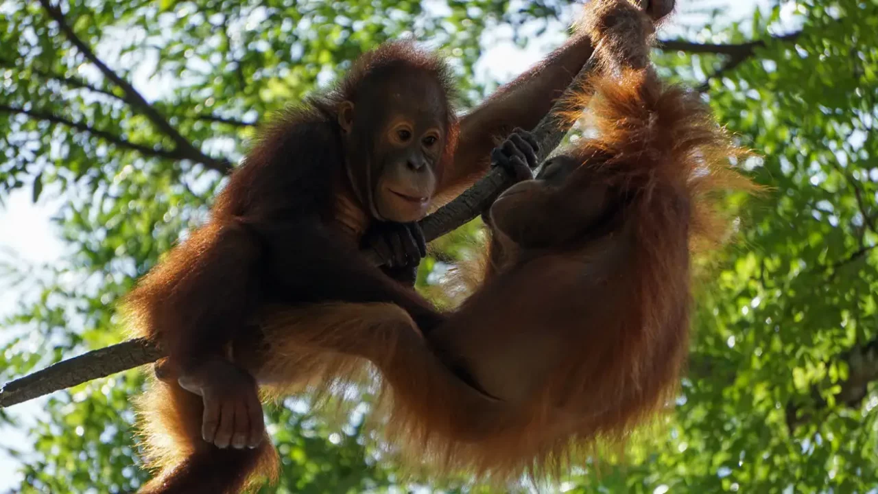 dua anak orangutan bermain-main di ranting pohon.