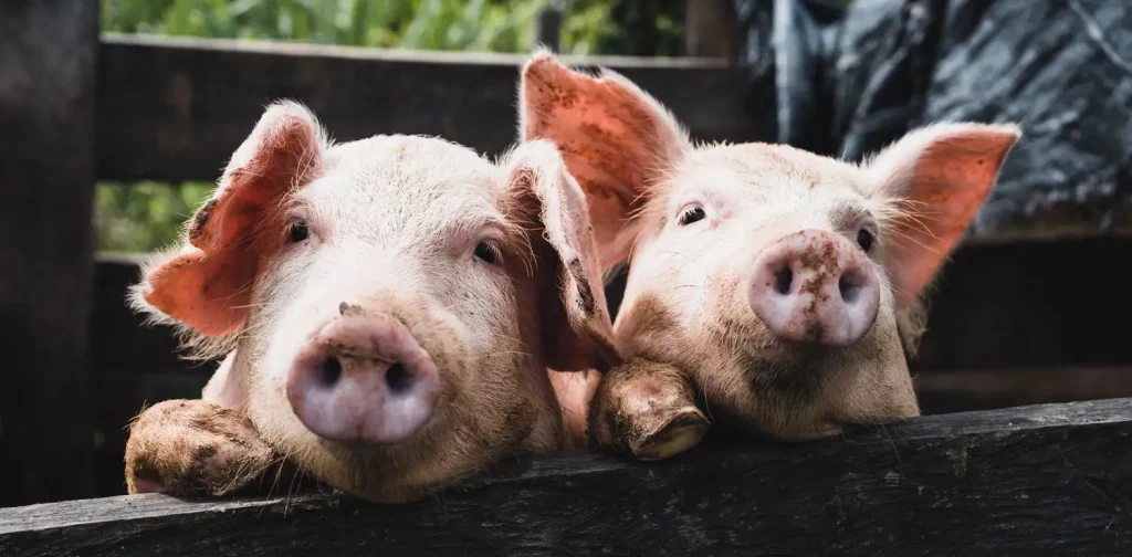 Dua ekor anak babi muncul dari balik pagar.