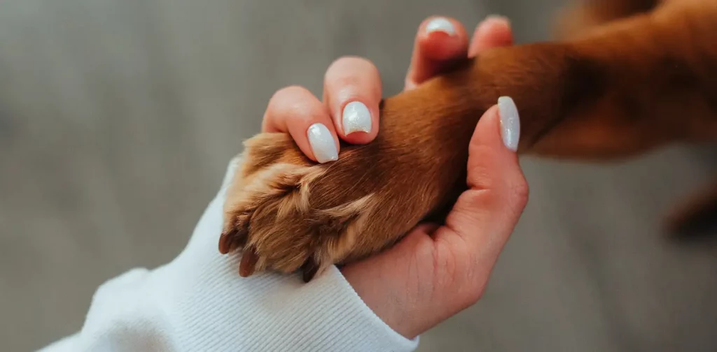 foto close-up tangan yang memegang kaki anjing