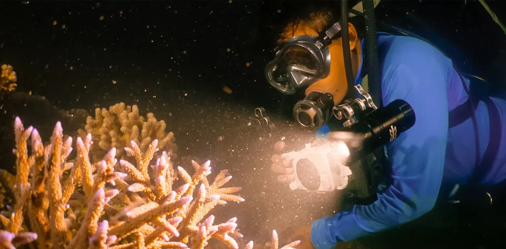 Ahli biologi kelautan Azri Saparwan menyaksikan momen pemijahan karang di pembibitan karang Pulau Fitzroy.