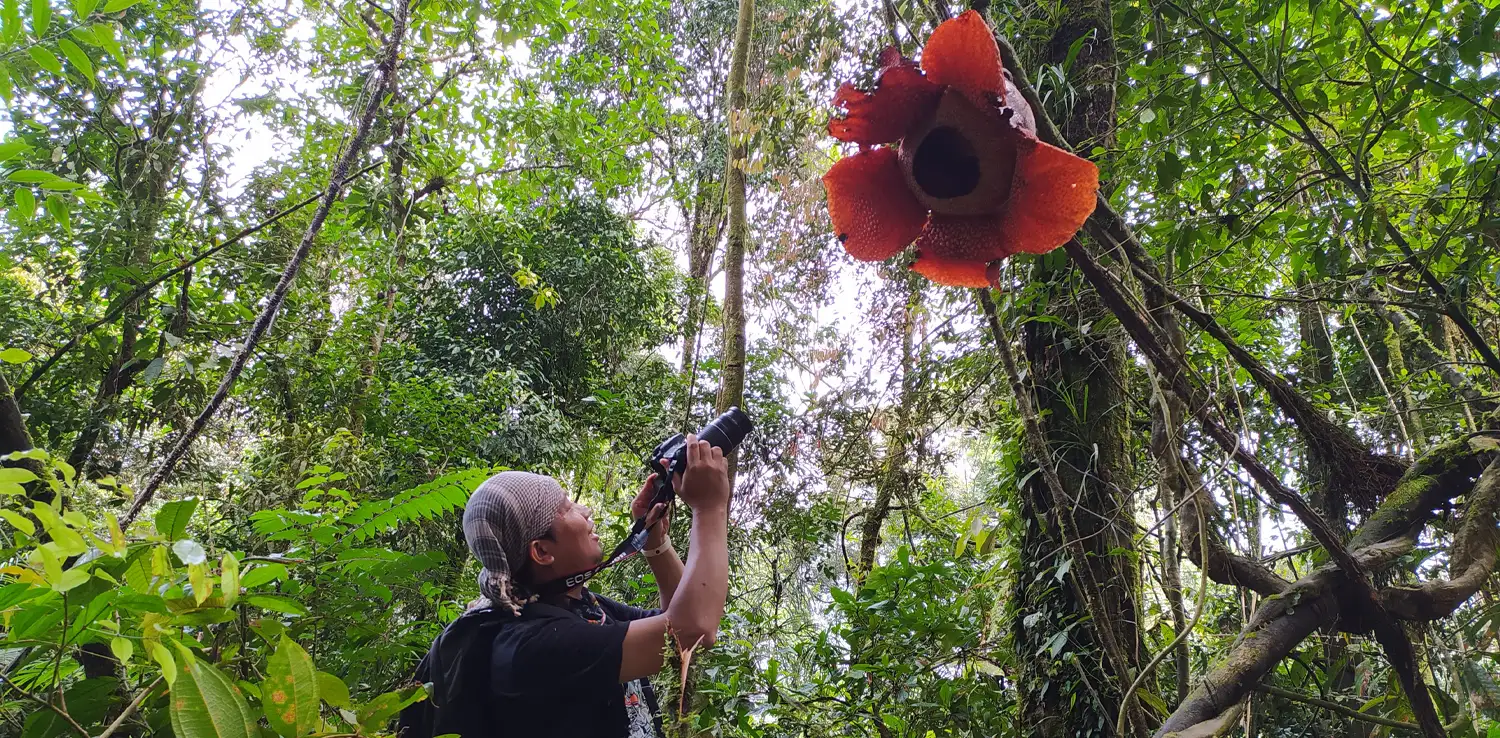 Sofian memotret bunga Rafflesia yang mekar dengan posisi menggantung di hutan Bengkulu.