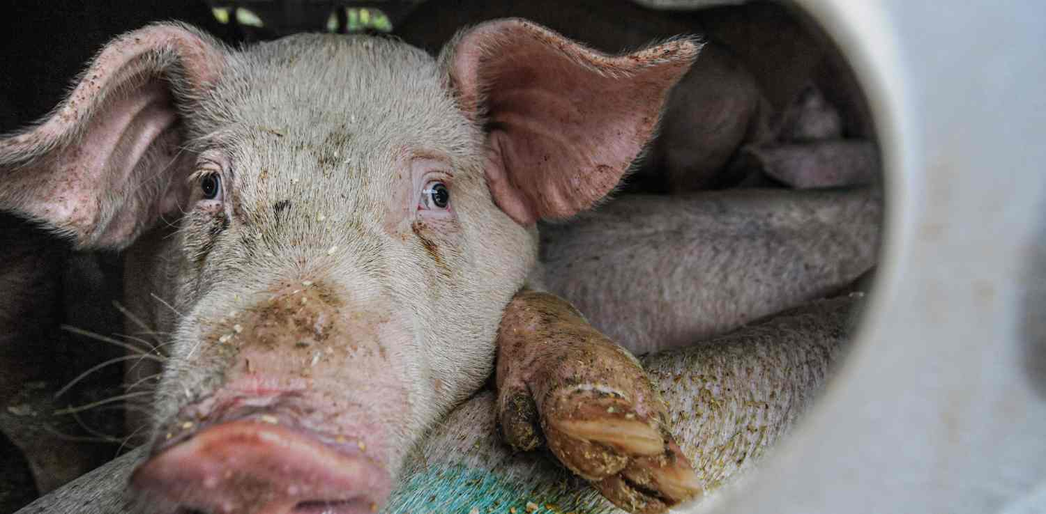 seekor babi dengan satu kaki terangkat ke atas terlihat dari lubang kandang yang sempit. 