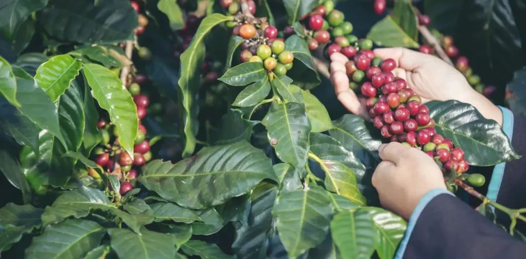 tangan seseorang memegang buah kopi berwarna merah yang tergantung di tangkai pohonnya.