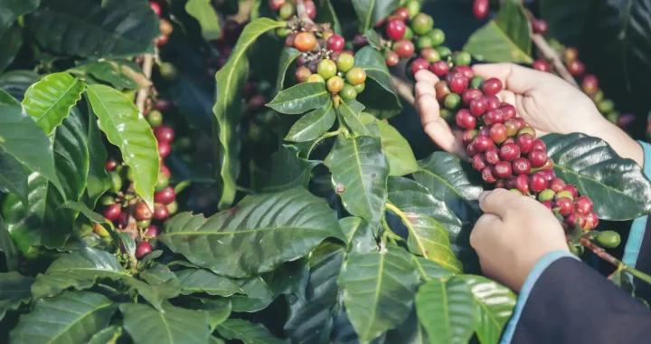 tangan seseorang memegang buah kopi berwarna merah yang tergantung di tangkai pohonnya.