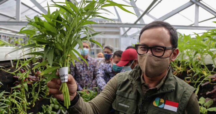 Wali Kota Bogor Bima Arya menunjukkan kangkung organik hasil gerakan Bogor Berkebun.