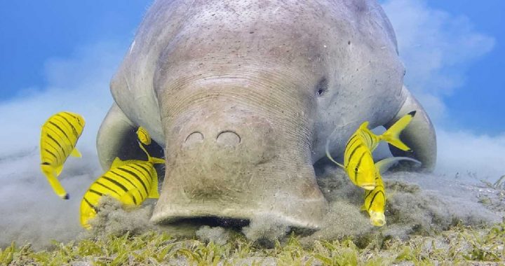seekor dugong sedang mengunyah lamun dan dikelilingi oleh ikan berwarna kuning