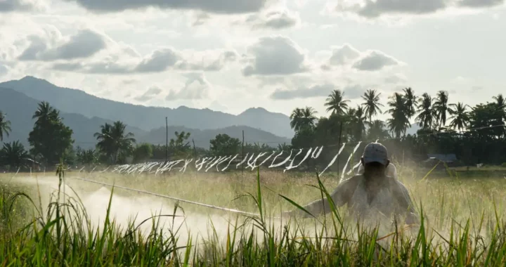 Petani menyemprot tanaman padi dengan latar gunung dan pohon-pohon kelapa di belakangnya.