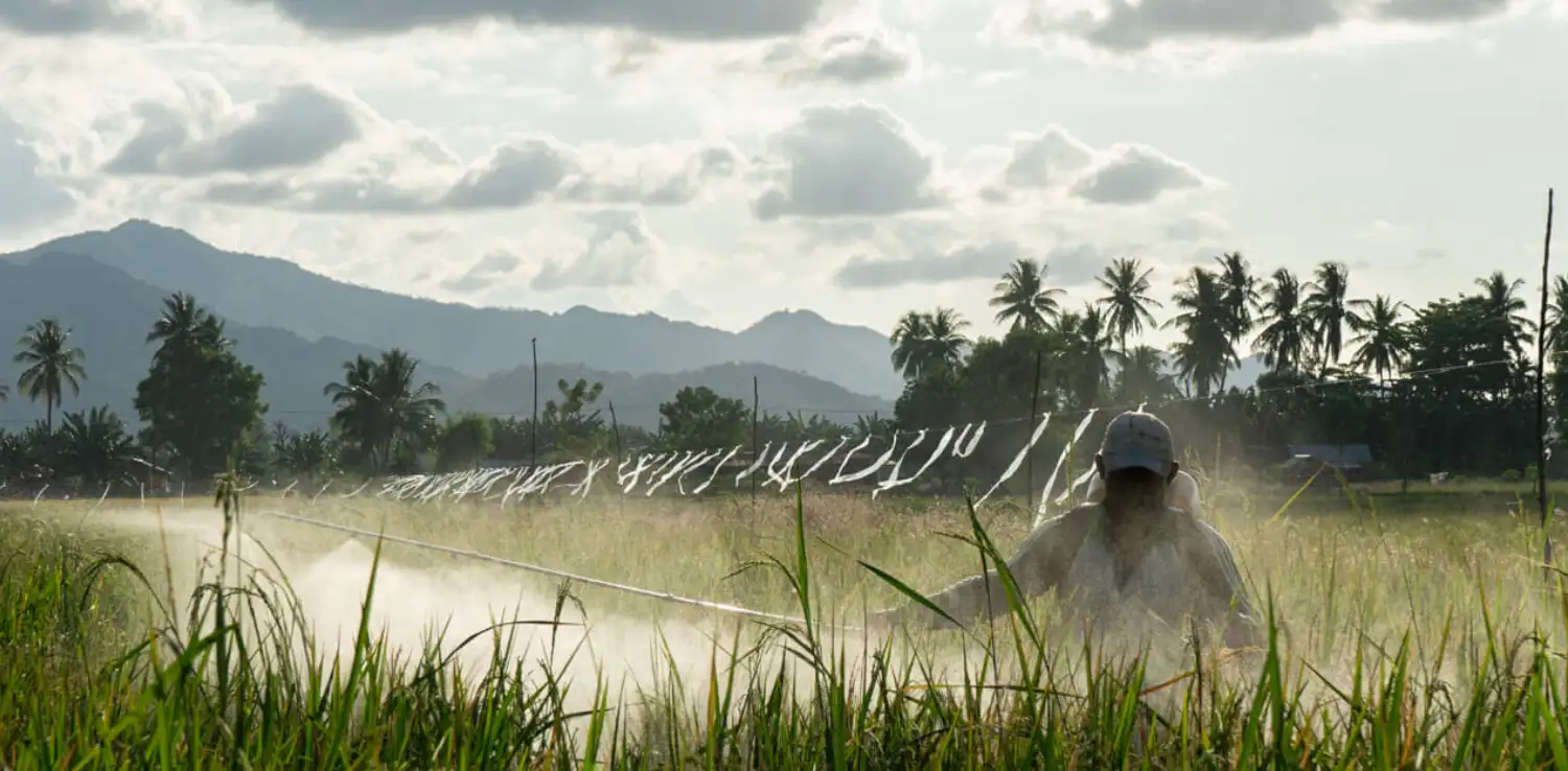 Petani menyemprot tanaman padi dengan latar gunung dan pohon-pohon kelapa di belakangnya.