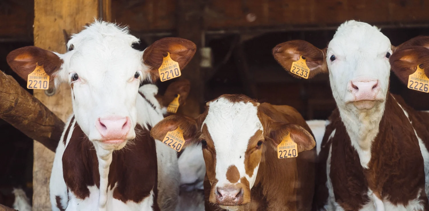 Sapi-sapi di peternakan dengan nomor di telinga.