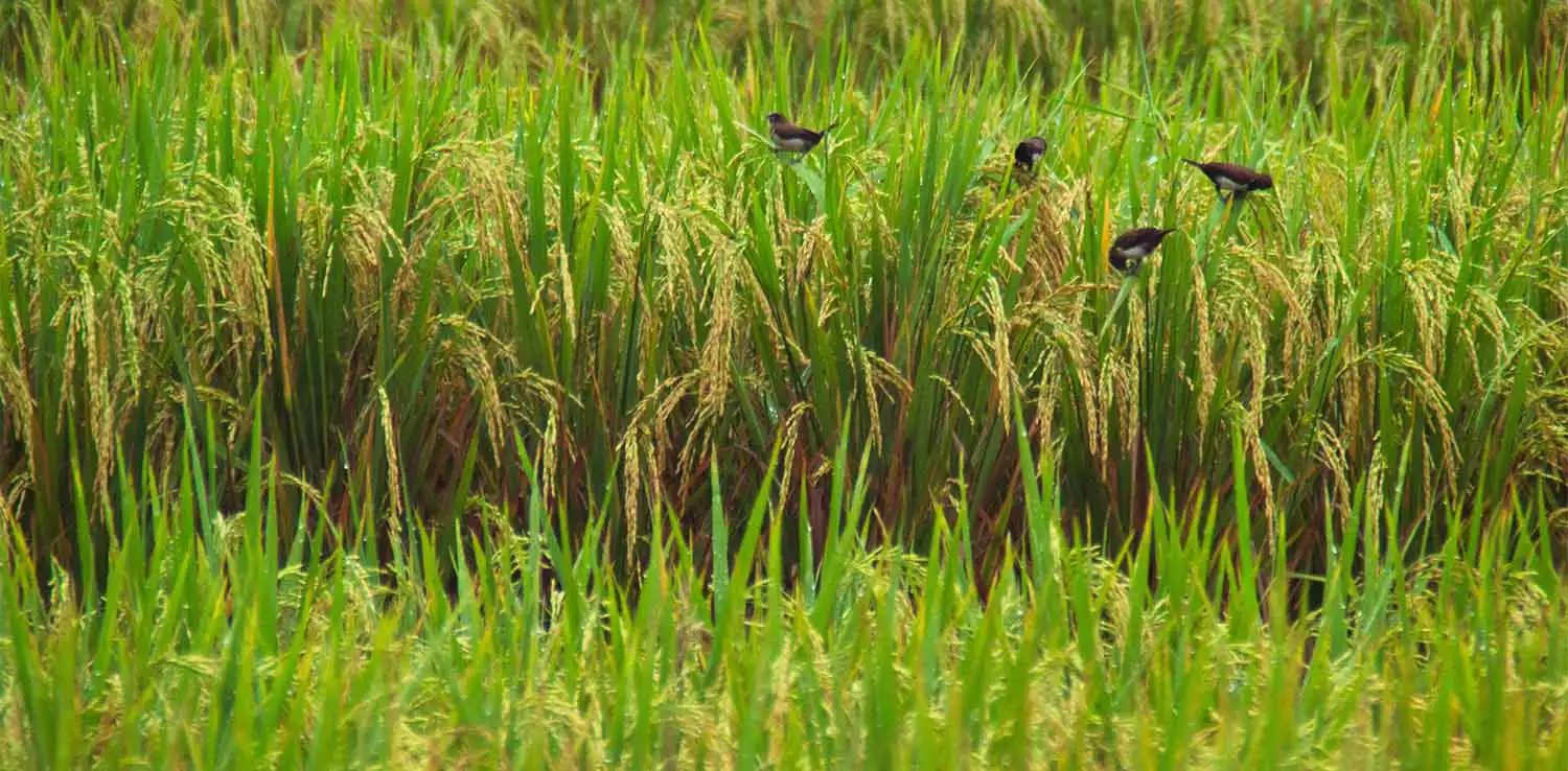 padi yang telah menguning dengan beberapa burung kecil hingga di sekitarnya.