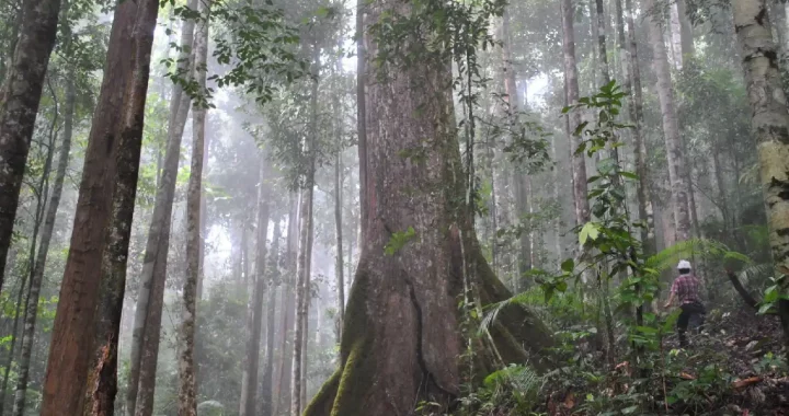 Pohon Dipterocarpaceae di sebuah hutan di Kalimantan, Indonesia.
