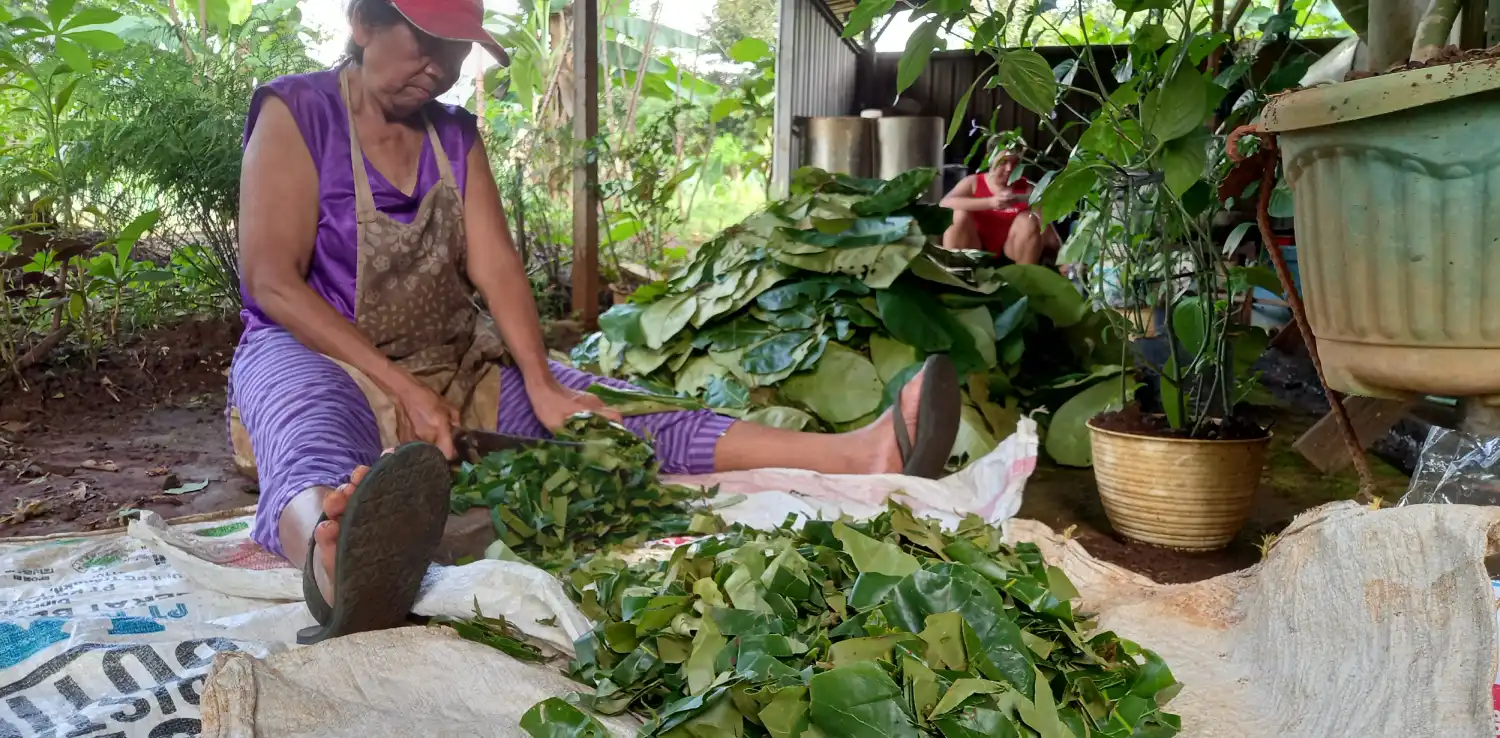 Seorang perempuan merajang daun ketapang untuk dijadikan pewarna alami batik.