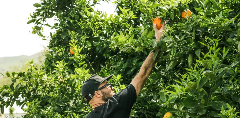 seorang pria dengan topi hitam memetik jeruk dari pohonnya.