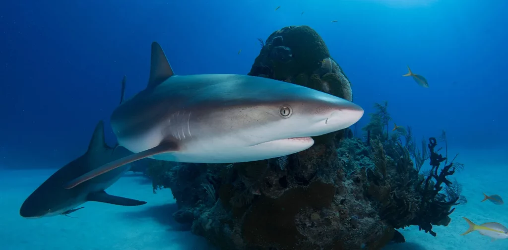 Sepasang hiu karang Karibia berkeliaran di perairan Grand Bahama.