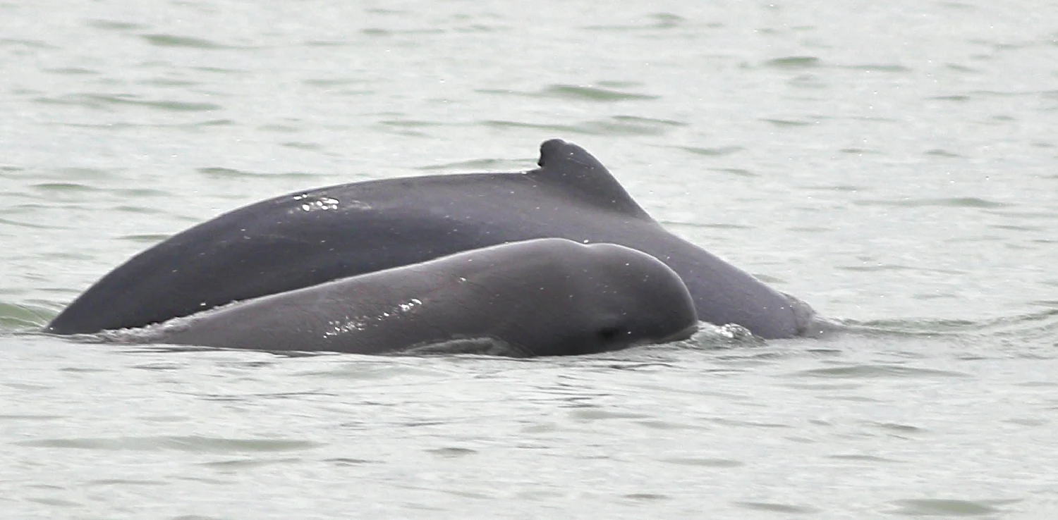 penampakan sirip lumba-lumba Irrawaddy di atas permukaan air