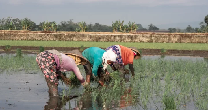 Tiga orang petani sedang menanam padi.