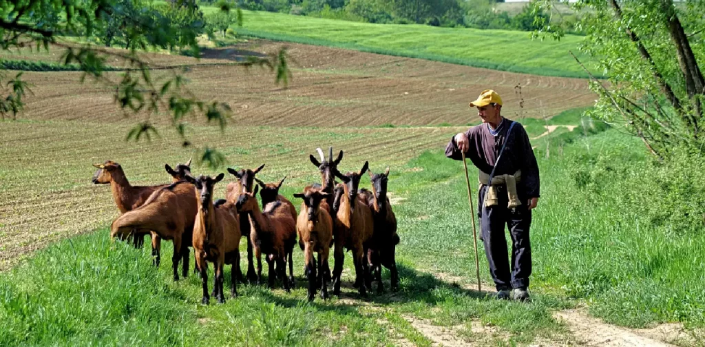 seorang pria berdiri di samping kawanan kambing di ladang berumput hijau