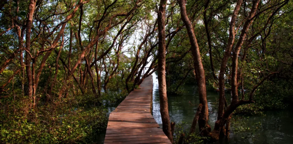 Hutan mangrove dengan titian di tengahnya