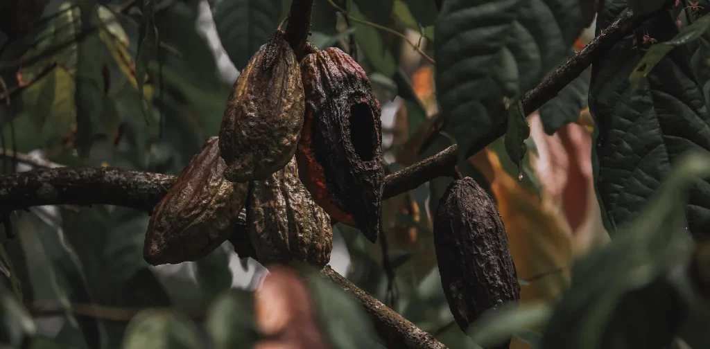 Pohon dan buah Kakao