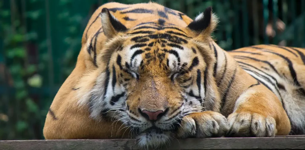 Seekor harimau sedang tertidur.