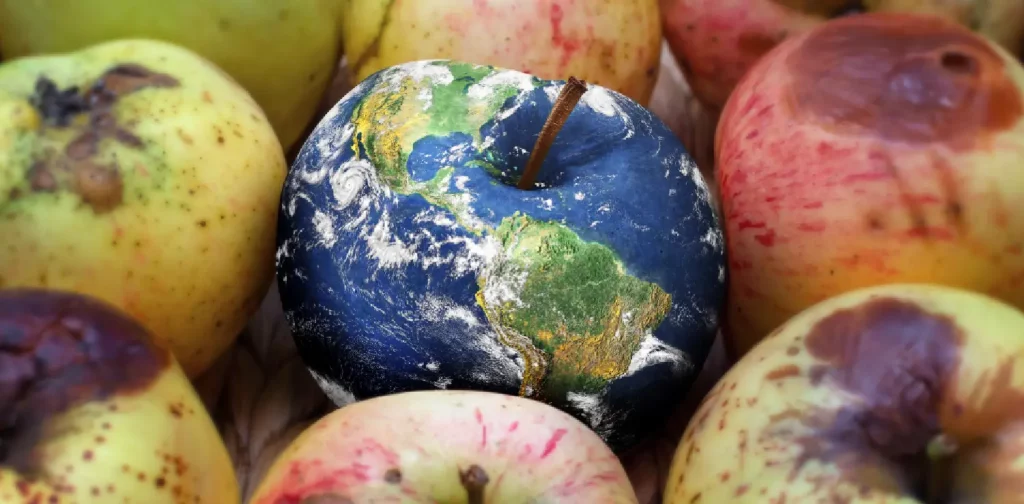 foto close up apel busuk dengan apel berwarna bumi di tengahnya