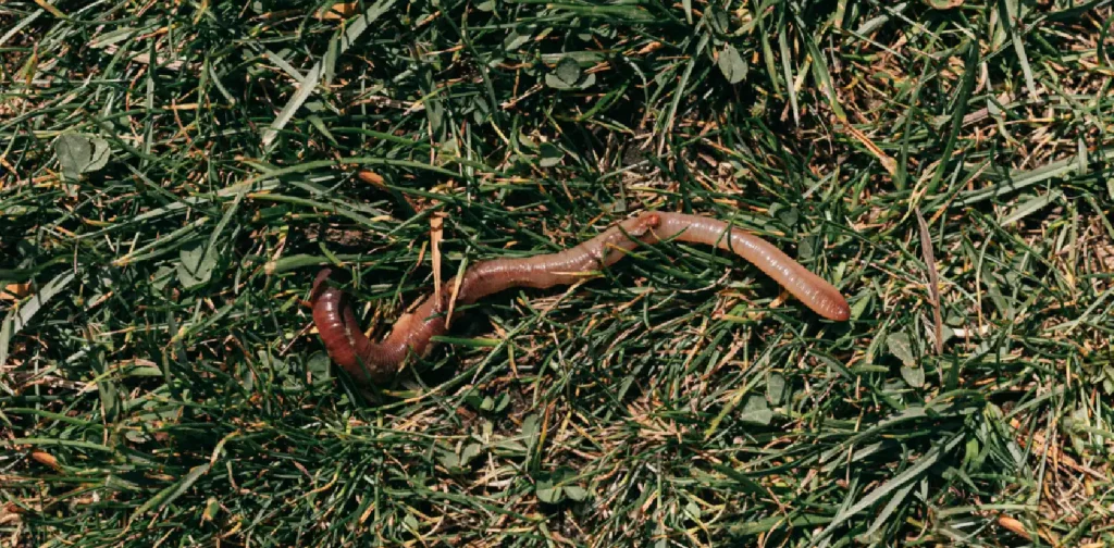 cacing tanah merah merayap di tanah berumput